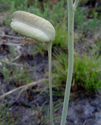 Drimia montana