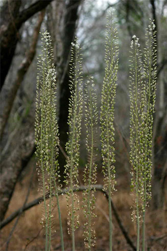 Drimia altissima