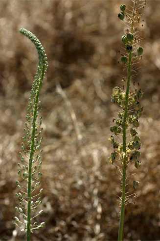 Drimia altissima