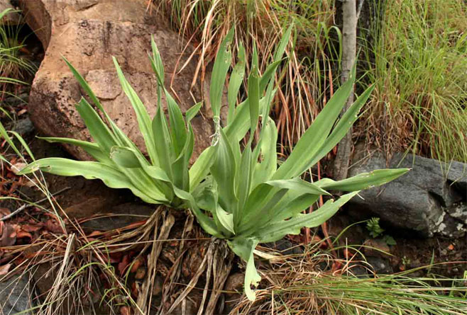 Drimia altissima