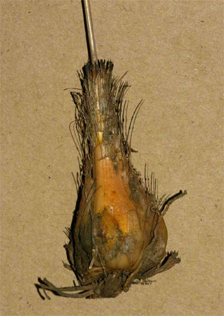Drimia multisetosa