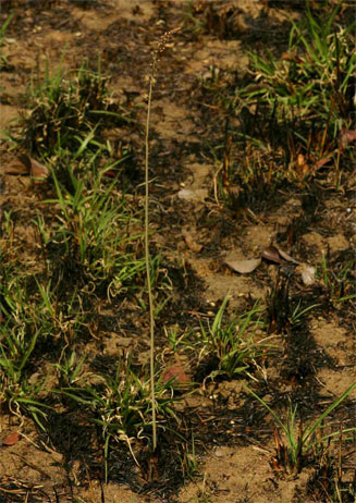 Drimia multisetosa