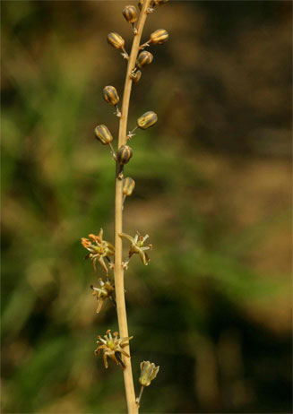 Drimia multisetosa
