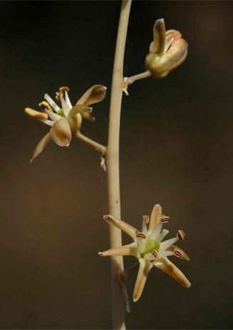 Drimia multisetosa