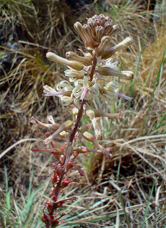 Drimia elata