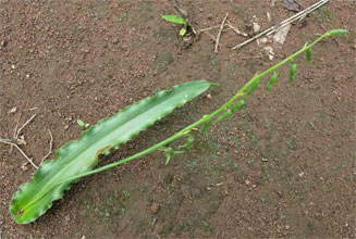 Dipcadi platyphyllum