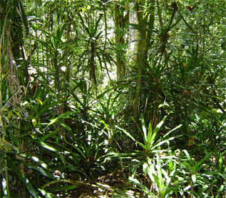 Dracaena fragrans (Cornstalk dracaena)