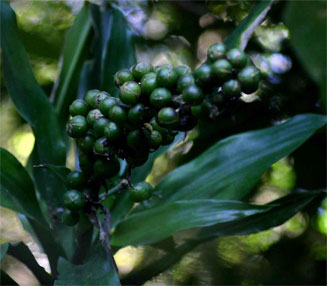 Dracaena fragrans (Cornstalk dracaena)