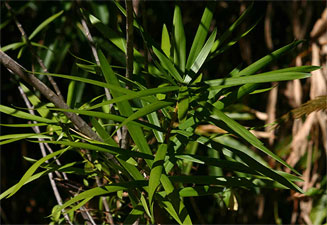 Dracaena mannii (Small-leaved dragon-tree)