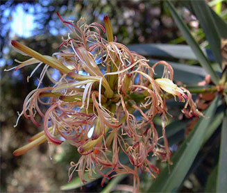 Dracaena mannii (Small-leaved dragon-tree)