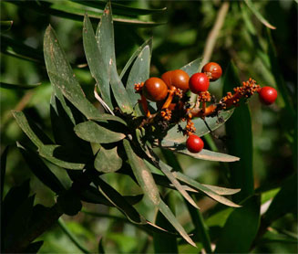 Dracaena mannii (Small-leaved dragon-tree)