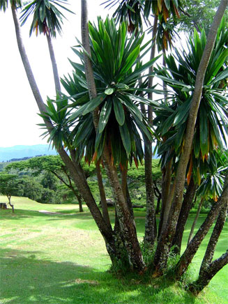 Dracaena steudneri (Northern large-leaved dragon-tree)