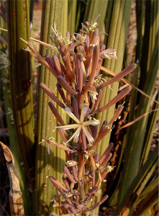 Sansevieria pearsonii