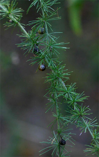 Asparagus africanus 