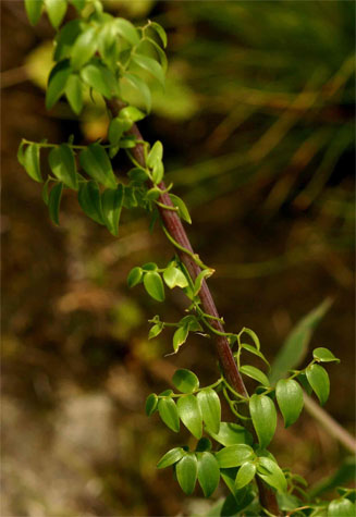 Asparagus asparagoides