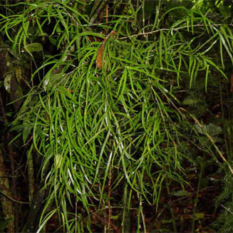 Asparagus falcatus