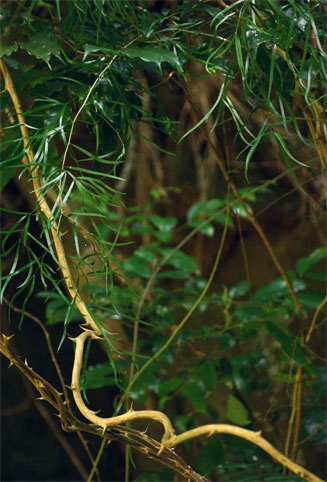 Asparagus falcatus