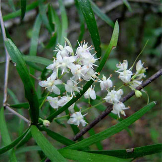 Asparagus falcatus