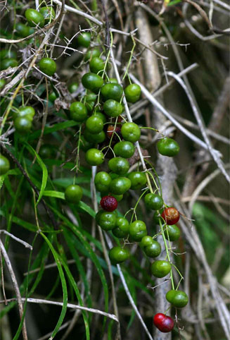 Asparagus falcatus