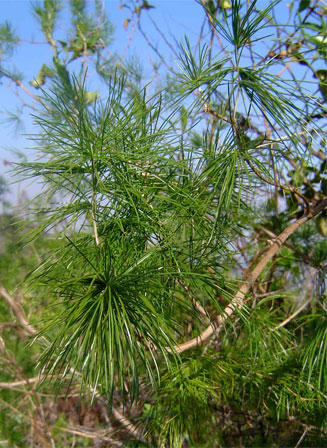 Asparagus laricinus