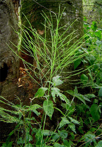 Asparagus virgatus
