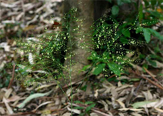 Asparagus virgatus