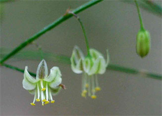 Asparagus virgatus