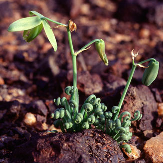 Albuca spiralis