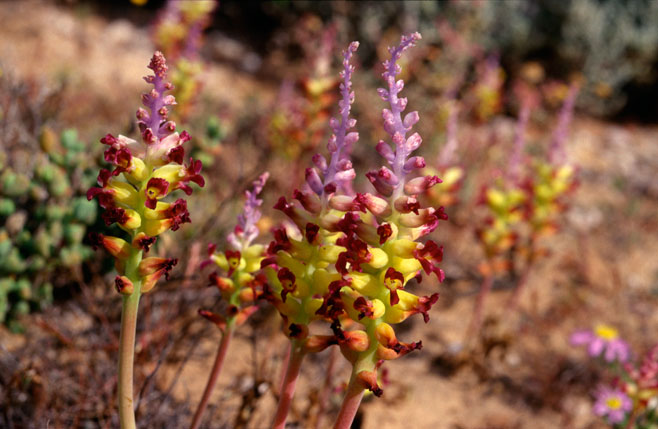 Lachenalia framesii
