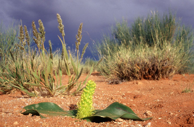 Daubenya namaquensis