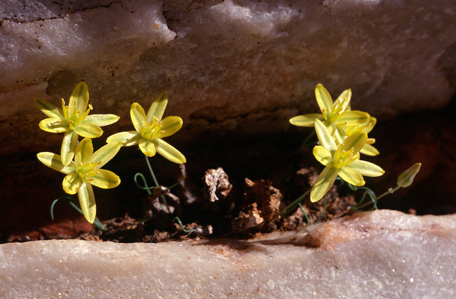 Albuca osmynella