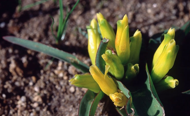 Lachenalia reflexa