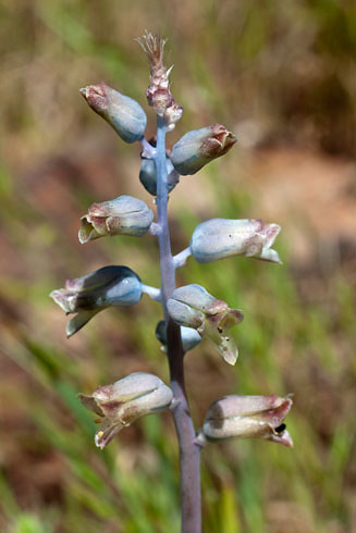 Lachenalia mediana