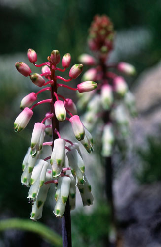 Lachenalia sargeantii  