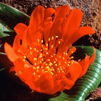 Daubenya aurea