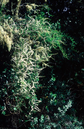 Asparagus asparagoides