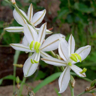 Chlorophytum galpinii