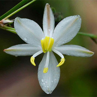 Chlorophytum galpinii