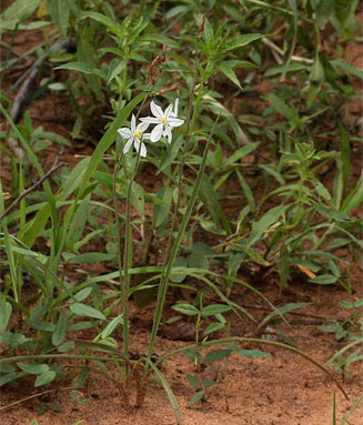 Chlorophytum galpinii