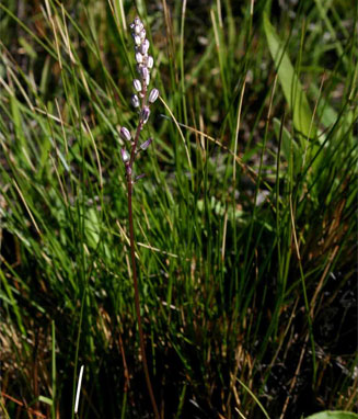 Drimia nyasae