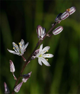 Drimia nyasae