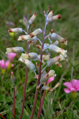 Lachenalia unifolia