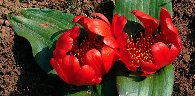 Daubenya aurea