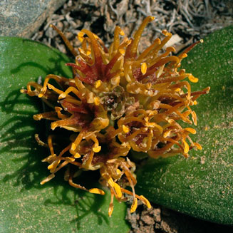 Daubenya stylosa