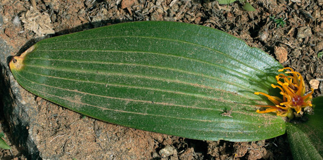 Daubenya stylosa