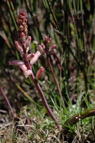 Lachenalia rosea