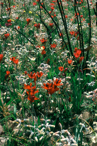 Lachenalia unifolia