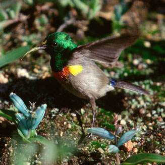Lachenalia viridiflora