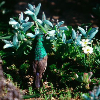 Lachenalia viridiflora