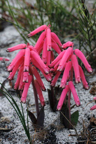 Lachenalia rubida 